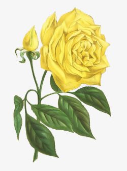黄色玫瑰花束素材