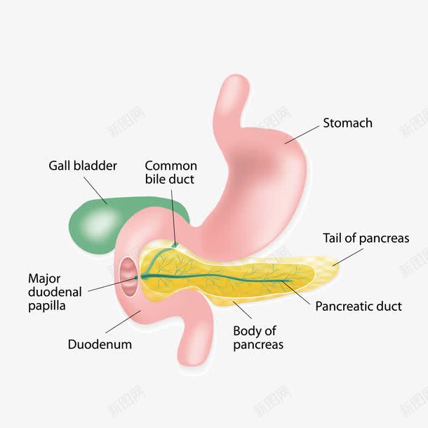 人体的胃png免抠素材_88icon https://88icon.com 人体的胃 器官 解剖