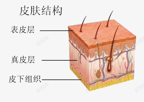 皮肤细胞png免抠素材_88icon https://88icon.com 卡通 皮肤 皮肤细胞 素材 细胞