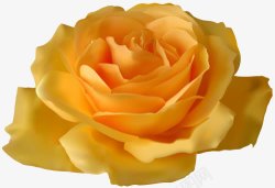 浪漫的黄玫瑰素材