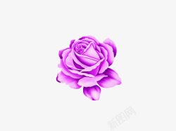 手绘紫色鲜花素材