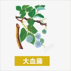 大血藤草药高清图片