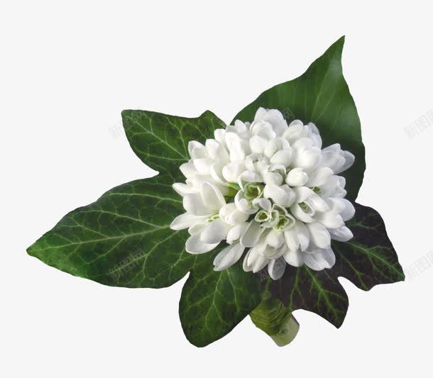 鲜花花卉精美白色花朵png免抠素材_88icon https://88icon.com 卡通鲜花 卡通鲜花图片 植物花卉 白色 精美 背景元素 花朵 鲜花图片 鲜花边框