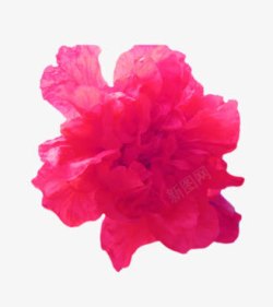 一朵玫粉色的花素材