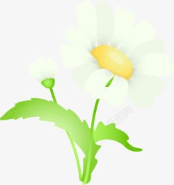 白色植物花朵绿叶素材