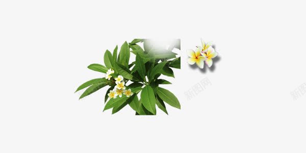 绿色桂花叶png免抠素材_88icon https://88icon.com 叶子 桂花 植物 绿色