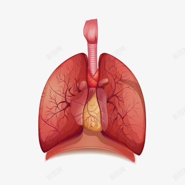 逼真人体器官的肺png免抠素材_88icon https://88icon.com 人体器官 卡通 肺 肺器官 逼真 逼真器官