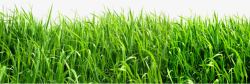 绿色草地美景植物景观素材
