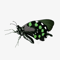 斑点黑色蝴蝶装饰图案素材