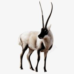 羚羊长角羊动物素材