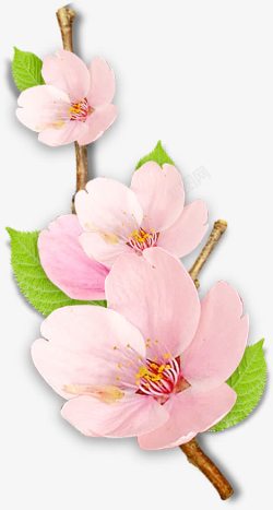 粉色唯美创意花朵桃花素材
