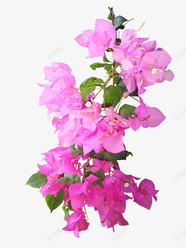 抽象鲜花花朵粉色花png免抠素材_88icon https://88icon.com 卡通鲜花 抽象花朵 抽象花朵图片 抽象鲜花图片 粉色花 花朵 花束 鲜花 鲜花图片