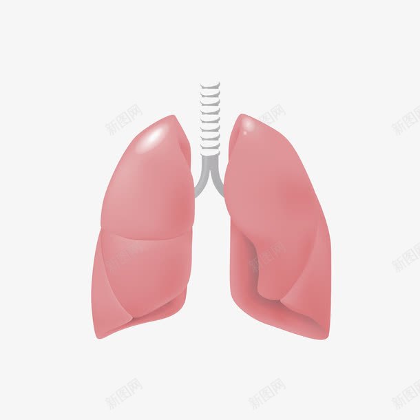 人体的内脏器官图png免抠素材_88icon https://88icon.com 人体内脏器官 内脏 商务 器官 弹簧 手绘 简约 红色 肺 重要