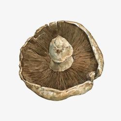 鐣栾鍗手绘蘑菇高清图片