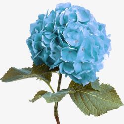 浅蓝色清新圆形花朵素材
