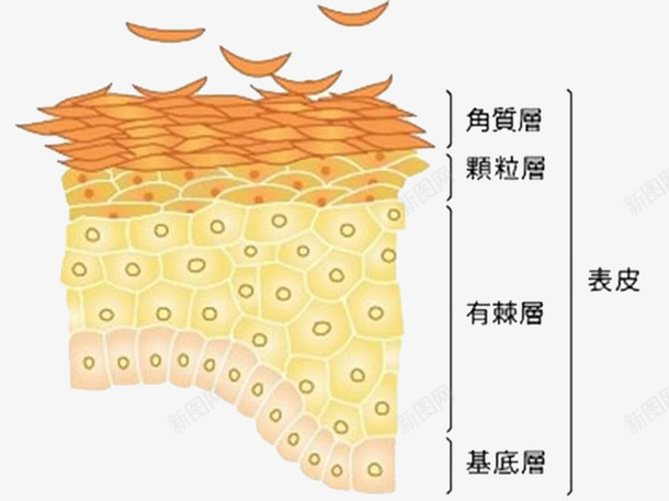 皮肤细胞png免抠素材_88icon https://88icon.com 卡通 皮肤 皮肤细胞 素材 细胞