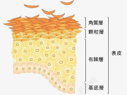 皮肤细胞素材