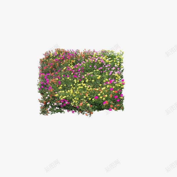 花卉五颜六色的花png免抠素材_88icon https://88icon.com 五颜六色的花 花卉