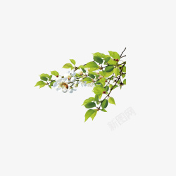 白色花朵绿色叶子素材