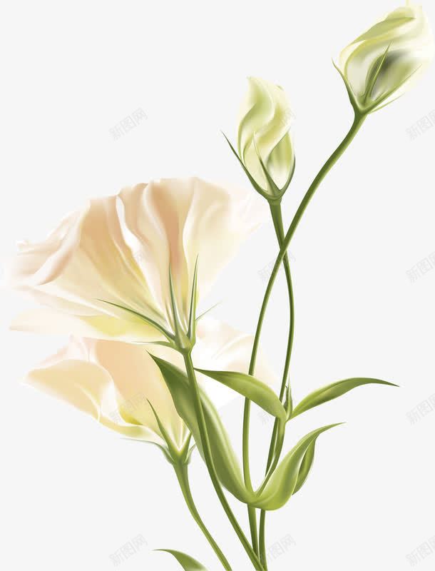 白色唯美手绘水彩花朵png免抠素材_88icon https://88icon.com 水彩 白色 花朵