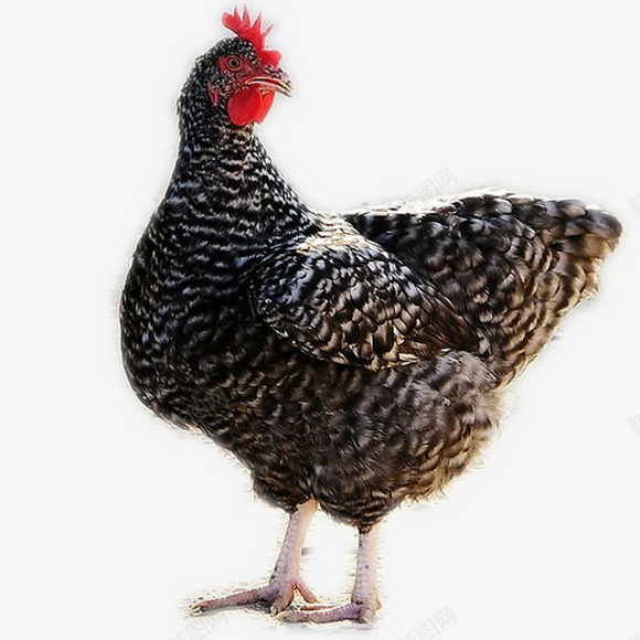 一只家养芦花鸡png免抠素材_88icon https://88icon.com 一只鸡 家养芦花鸡 家养鸡 芦花鸡 鸡 鸡子