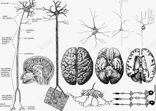 内脏矢量图ai免抠素材_88icon https://88icon.com 内脏 内脏图 大脑 矢量图 细菌
