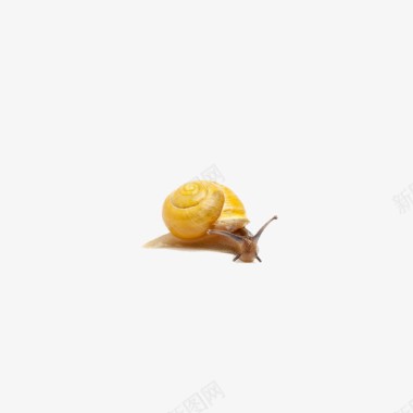 蜗牛黄色蜗牛图标图标