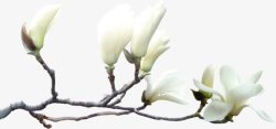 白色春日开放花朵素材