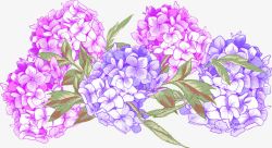 粉色紫色水菊手绘素材