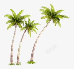 海边椰子树素材