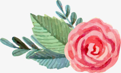 粉色水彩玫瑰花素材