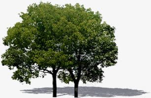 摄影环境渲染效果树木图png免抠素材_88icon https://88icon.com 摄影 效果 树木 渲染 环境