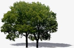 摄影环境渲染效果树木图素材