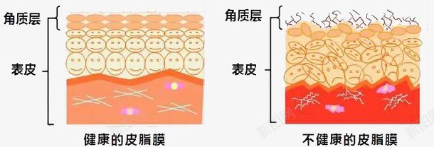 皮肤细胞png免抠素材_88icon https://88icon.com 卡通 皮肤 皮肤细胞 素材 细胞