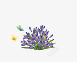 淡紫色蝴蝶兰花朵素材