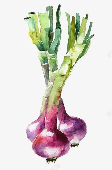 洋葱png免抠素材_88icon https://88icon.com 创意蔬菜 卡通蔬菜 手绘蔬菜 水彩洋葱 洋葱头 紫色洋葱