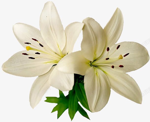 两个白色花朵花蕊装饰png免抠素材_88icon https://88icon.com 两个 白色 花朵 花蕊 装饰