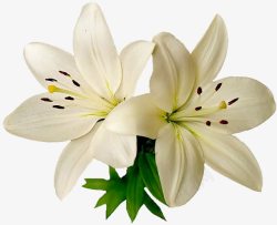 两个白色花朵花蕊装饰素材