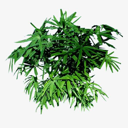 绿色植物棕竹png免抠素材_88icon https://88icon.com 棕竹 植物 植被 绿色