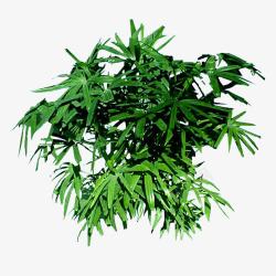 绿色植物棕竹素材