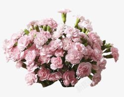 粉色康乃馨花朵装饰素材