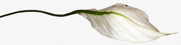 一支白色马蹄莲png免抠素材_88icon https://88icon.com 一支 叶子花 白色 马蹄莲