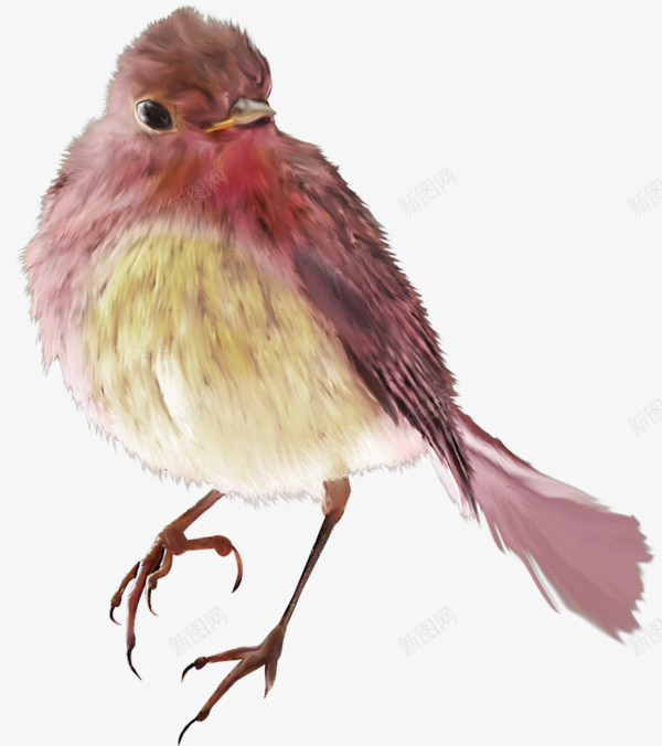 手绘鸟图案png免抠素材_88icon https://88icon.com 手绘鸟 绘画鸟 鸟 鸟的图案