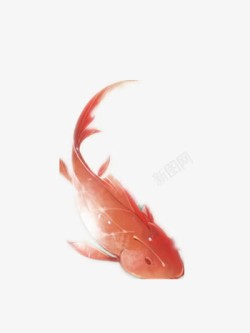 锦鲤素材