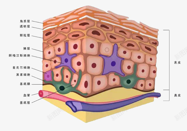 皮肤细胞png免抠素材_88icon https://88icon.com 卡通 皮肤 皮肤细胞 素材 细胞