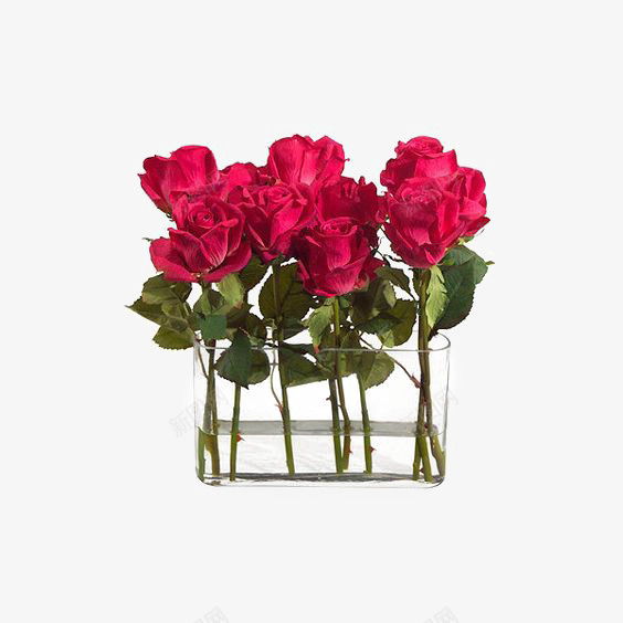 粉色玫瑰png免抠素材_88icon https://88icon.com 新鲜花朵 玫瑰 玫瑰插画 绿色叶片 花朵 花朵装饰 鲜花