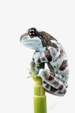 一只爬在芦草上的青蛙素材