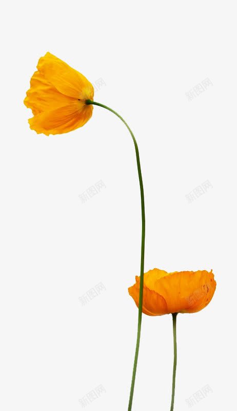 黄色的花png免抠素材_88icon https://88icon.com 一朵黄花 花 花卉 黄色的花