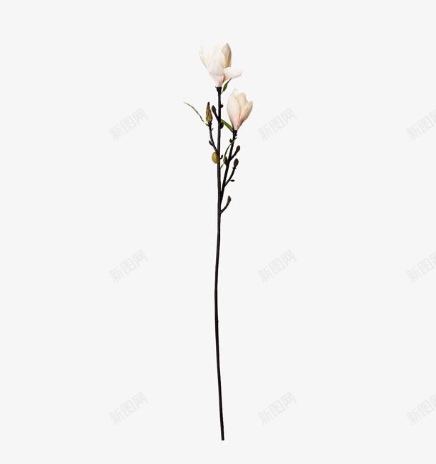 还未开放的白色花朵png免抠素材_88icon https://88icon.com 开放 白色 花朵