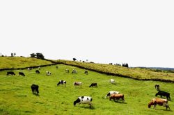 牧羊曲山坡上的羊群高清图片